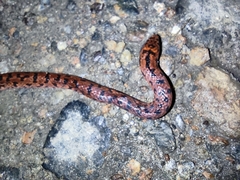 Atractus sanctaemartae