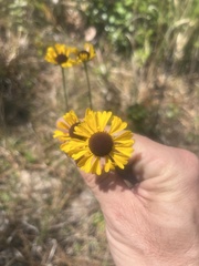 Helenium brevifolium