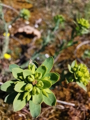 Euphorbia seguieriana