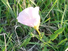 Oenothera speciosa