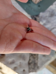 Pseudothyris sepulchralis