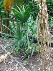 Sabal mauritiiformis