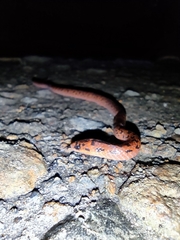 Atractus sanctaemartae