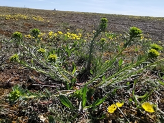 Euphorbia seguieriana