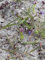 Habropoda miserabilis