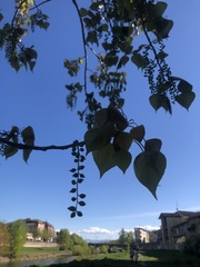 Populus nigra