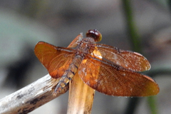 Neurothemis fulvia