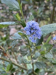 Ceanothus thyrsiflorus griseus