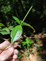 Peperomia sanjoseana