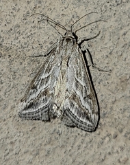 Evergestis vinctalis