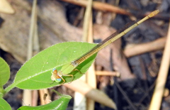 Ceriagrion coromandelianum
