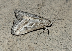 Evergestis vinctalis