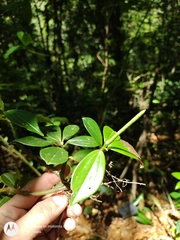 Peperomia sanjoseana