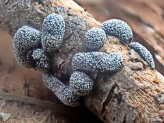 Polyschismium chailletii