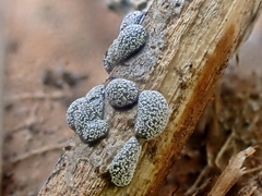 Polyschismium chailletii