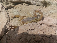 Androctonus amoreuxi