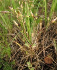 Cerastium subtetrandrum