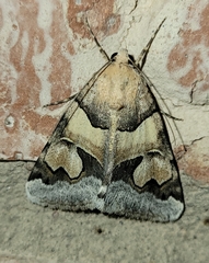 Drasteria pallescens