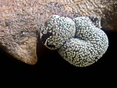 Polyschismium chailletii