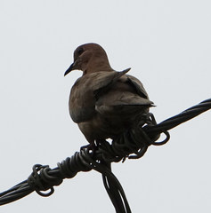 Streptopelia senegalensis