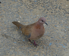 Streptopelia senegalensis