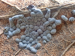 Polyschismium chailletii