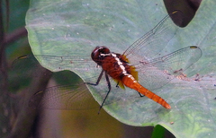 Rhodothemis rufa