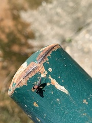 Ceriomura