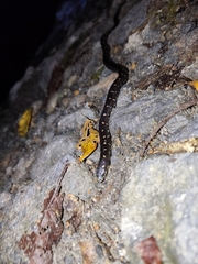 Atractus sanctaemartae