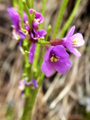 Arabis rosea