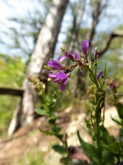 Arabis rosea