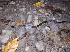Atractus sanctaemartae