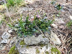 Arabis rosea