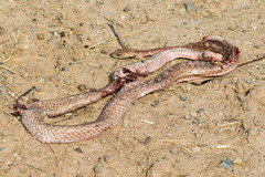 Masticophis flagellum piceus