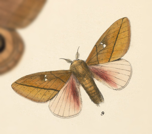 Syssphinx quadrilineata