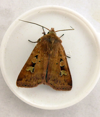 Diarsia mendica