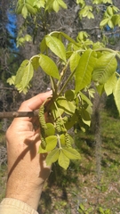 Carya myristiciformis