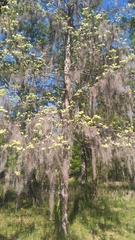 Carya myristiciformis