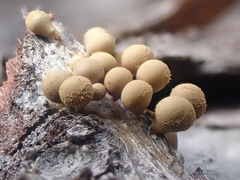 Arcyria versicolor
