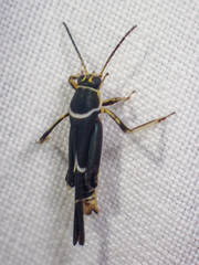 Ripipteryx limbata
