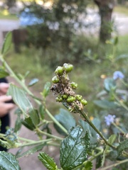 Ceanothus thyrsiflorus griseus