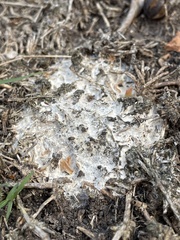 Sclerotinia sclerotiorum