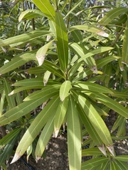 Nerium oleander