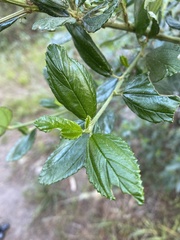 Ceanothus thyrsiflorus griseus