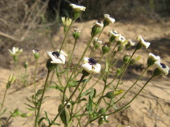 Felicia josephinae