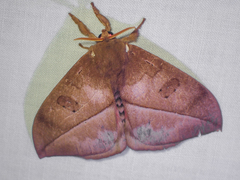 Automeris zugana
