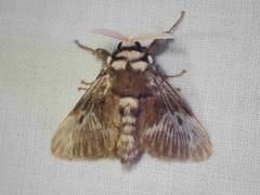 Megalopyge albicollis superba