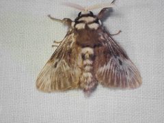 Megalopyge albicollis superba