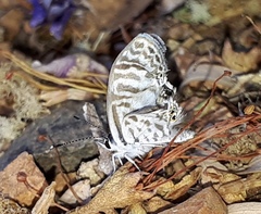 Leptotes cassius cassidula