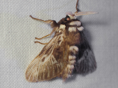 Megalopyge albicollis superba
